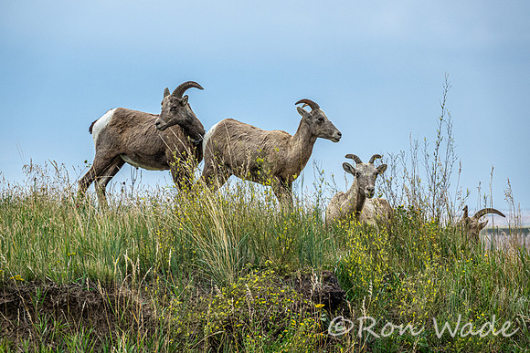 goats, Badlands-4016