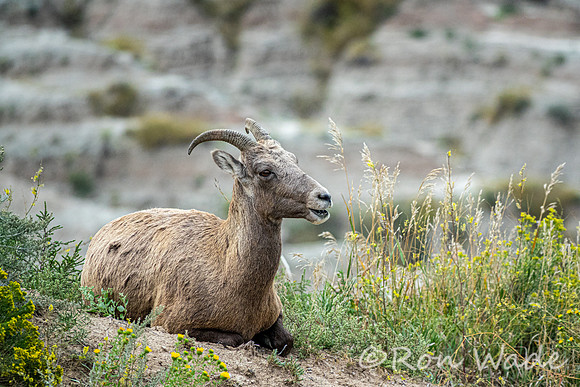 goats, Badlands-4021