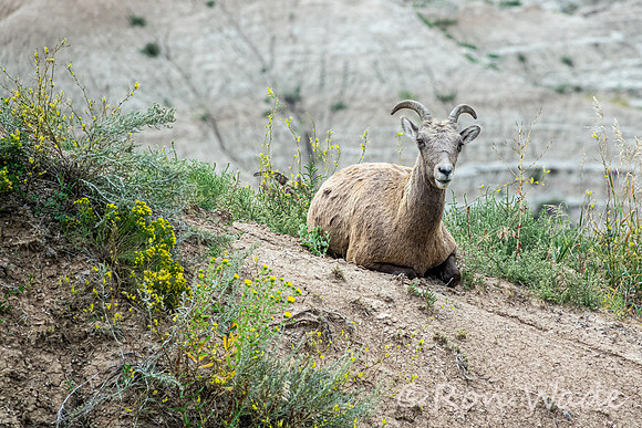 goats, Badlands-4023