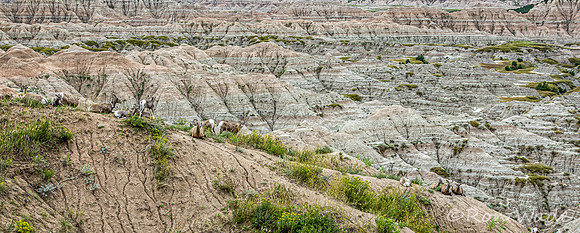 goats, Badlands-4026
