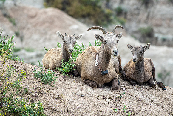 goats, Badlands-4027