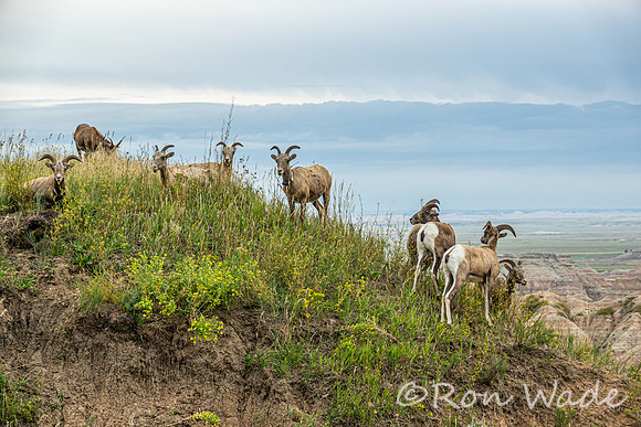 goats, Badlands-4028