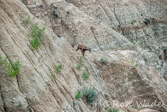 goats, Badlands-4031