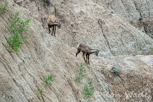 goats, Badlands-4033