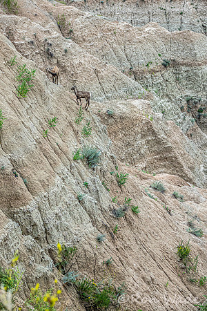 goats, Badlands-4034