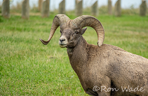 goats, Badlands-4040