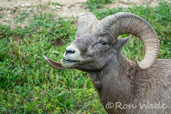 goats, Badlands-4051