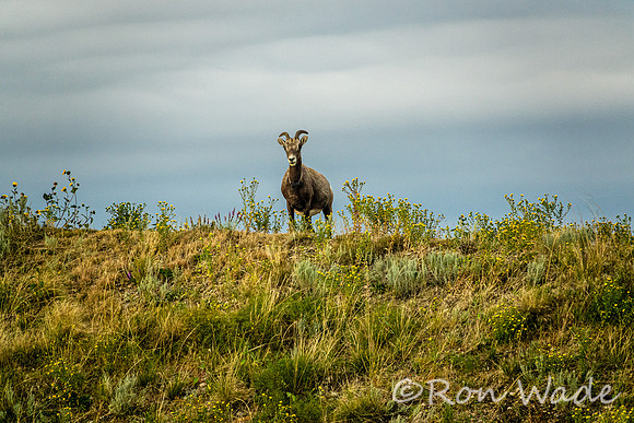 goats, Badlands-4123