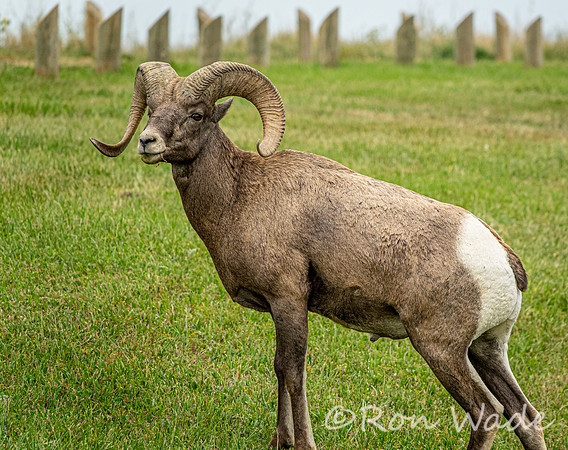 goats, Badlands-4039