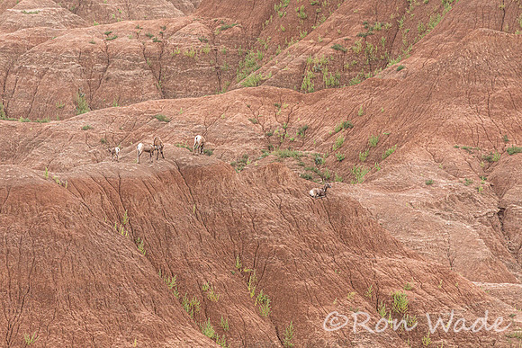 goats, Badlands-9575