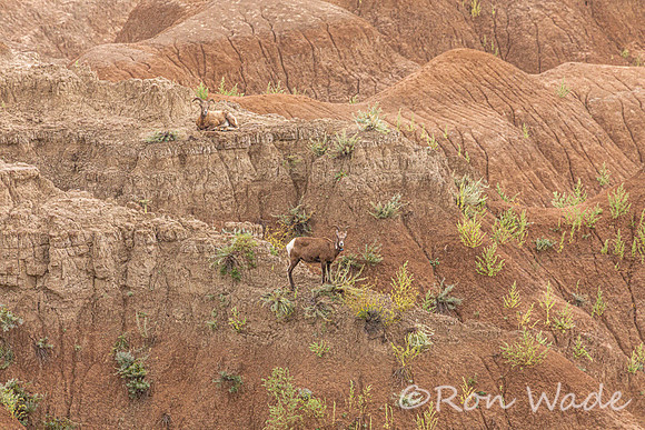 goats, Badlands-9578