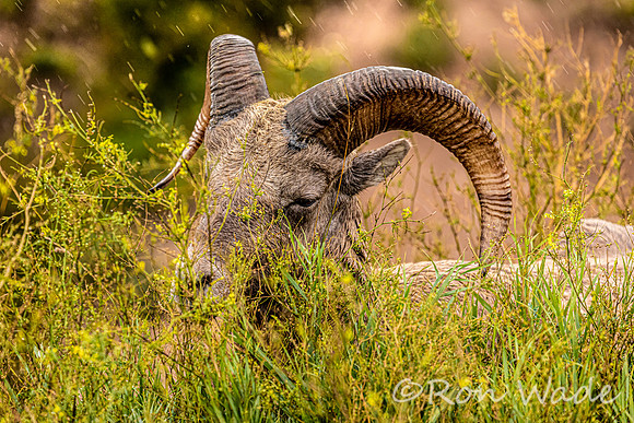 goats, Badlands-9638