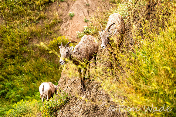 goats, Badlands-9670