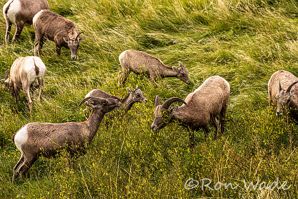 goats, Badlands-9825