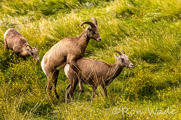 goats, Badlands-9827
