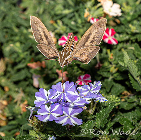 moth, flowers-8356