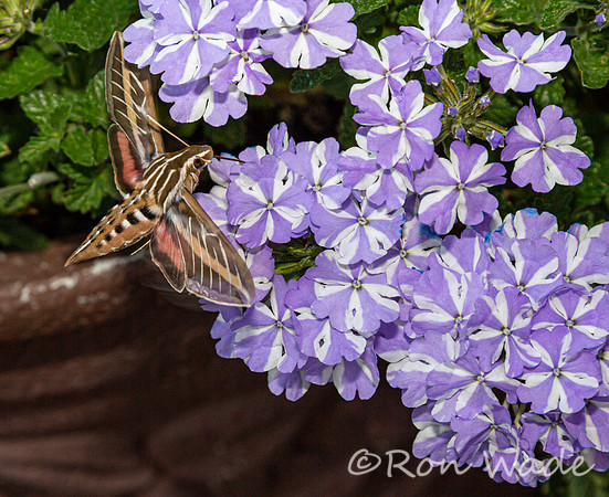 moth, flowers-8359