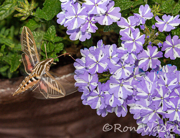 moth, flowers-8363