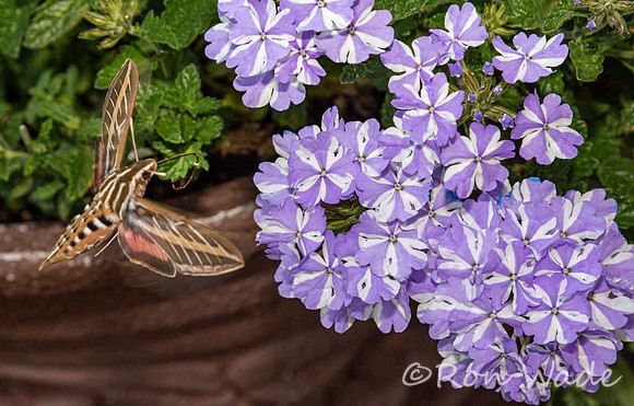 moth, flowers-8365