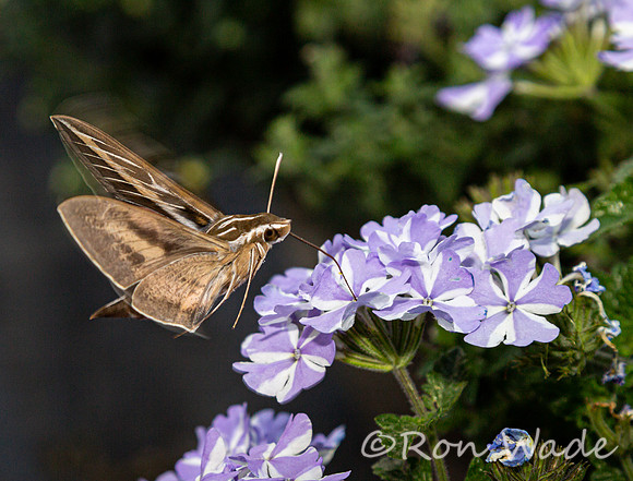 moth, flowers-8378