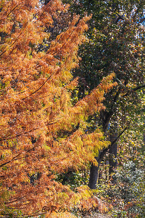 colorful pine-0948