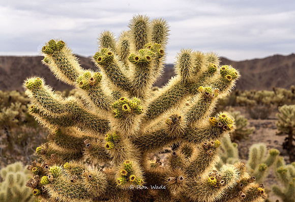 flowering Cholla, Joshua Tree-0834-2