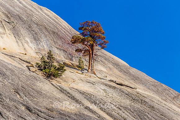 mountains, Tioga Road, Yosemite-8610