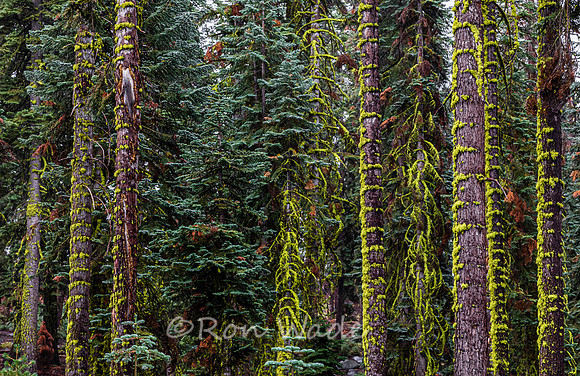 Sequoia, pines, moss, rain, Tioga Road, Yosemite-0422-0422