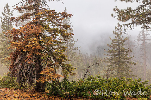 Sequoia, Pines, fog, rain, Tioga Road, Yosemite-0433