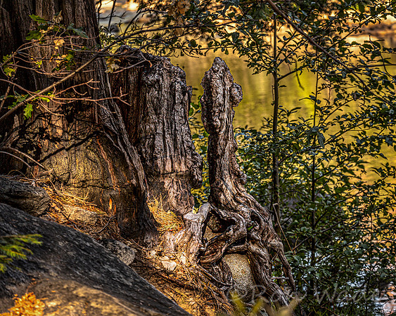 tree stump, Merced River-8702-Edit