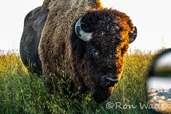 buffalo, Badlands-4429