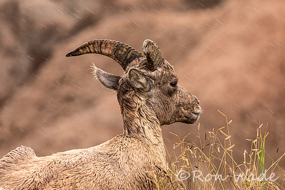 goats, Badlands-9649