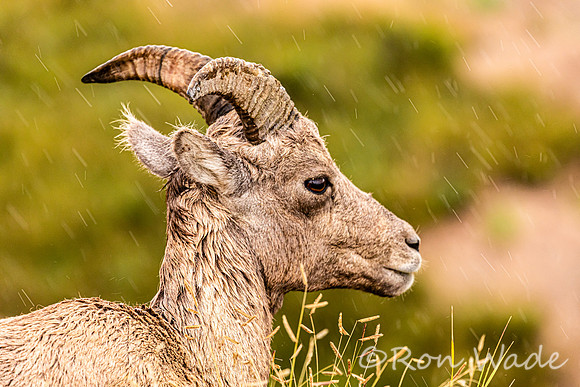 goats, Badlands-9652