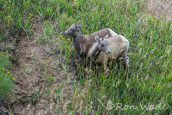goats, Badlands-4012