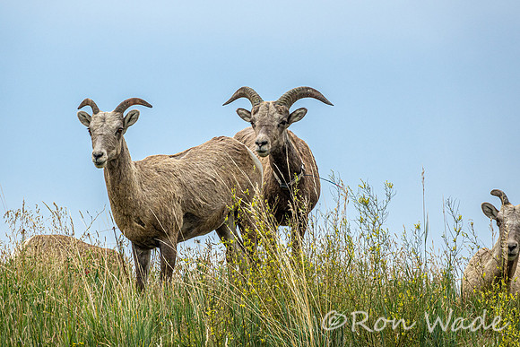 goats, Badlands-4017
