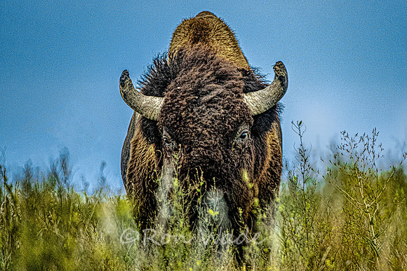 buffalo, Badlands-4193-Edit
