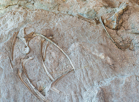 Dinosaur National Monument-6613