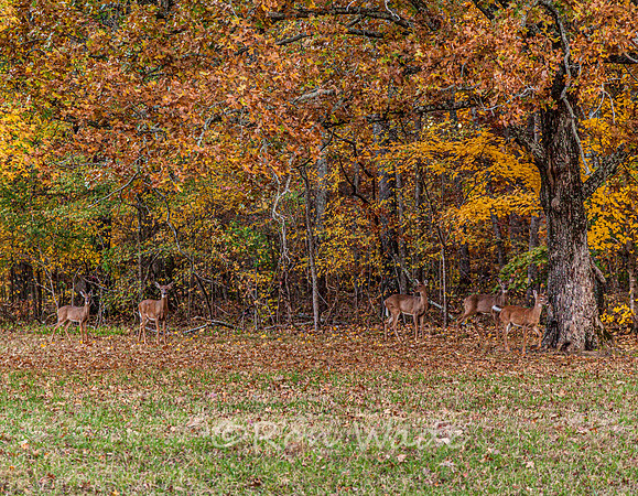Deer, Natchez Trace at dusk-6107