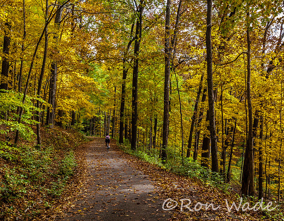 leaves, Percy Warner-6023