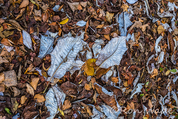 Rugby leaves-0480