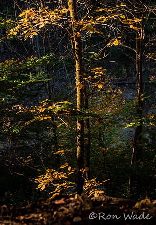 Cummins Falls-4673