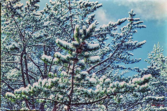 snow, pine tree, February '79-01788-HDR-Edit-2