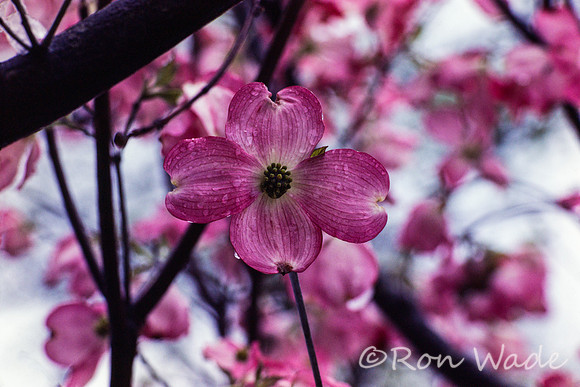 Dogwood 1983 -DSC00320-