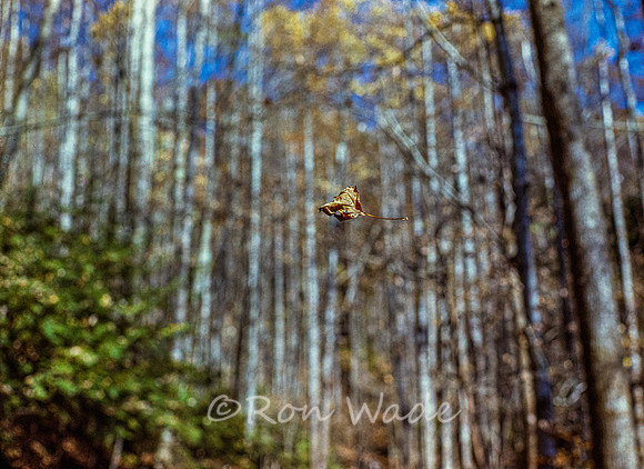 falling Leaf-08644-Edit