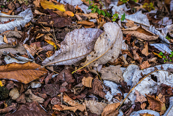 Rugby leaves-0481