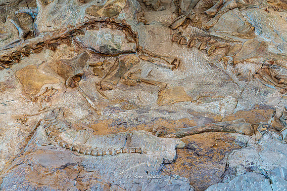Dinosaur National Monument-6612