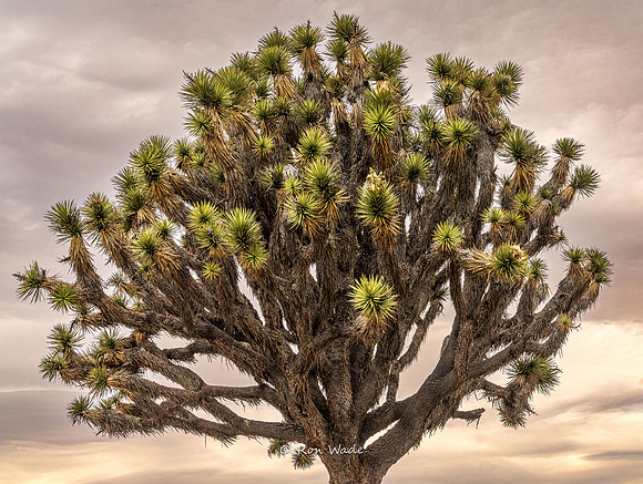 Joshua Tree-0853-HDR-2
