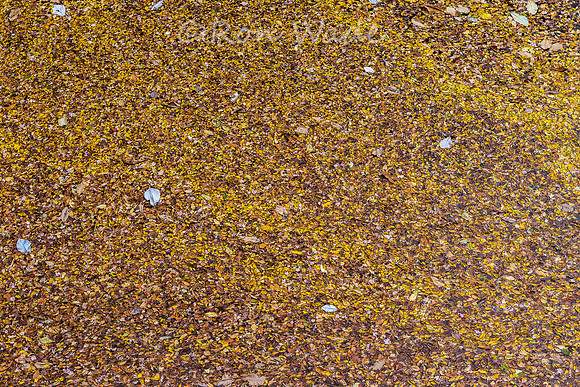 Rugby leaves-0479