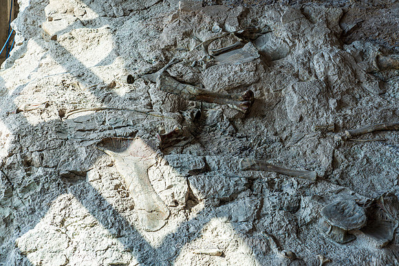 Dinosaur National Monument-6620