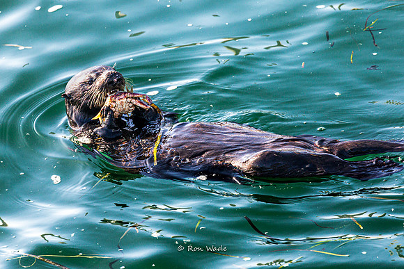 otter-7874-2